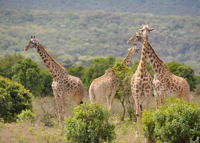 Arusha day trip1 Arusha day trip1