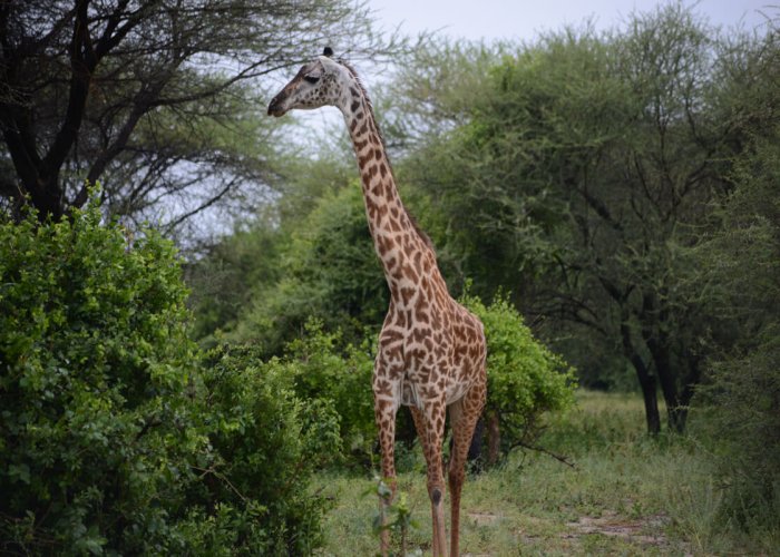 Budget Tanzania Safari2 Budget Tanzania Safari2