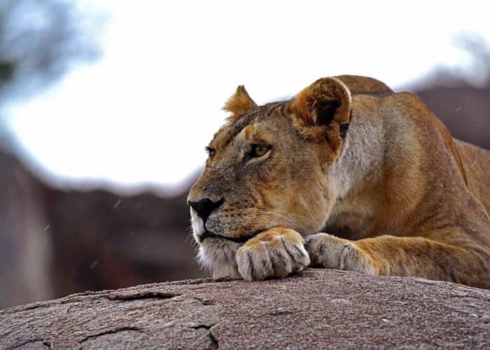 Budget Tanzania Safari3 Budget Tanzania Safari3