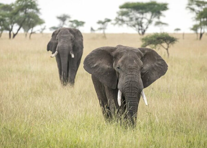 Budget Tanzania Safari4 Budget Tanzania Safari4