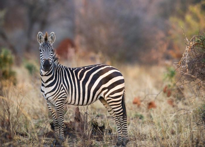 Budget Tanzania Safari9 Budget Tanzania Safari9