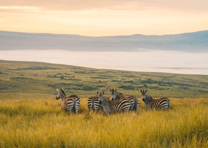 Ngorongoro master3 Ngorongoro master3