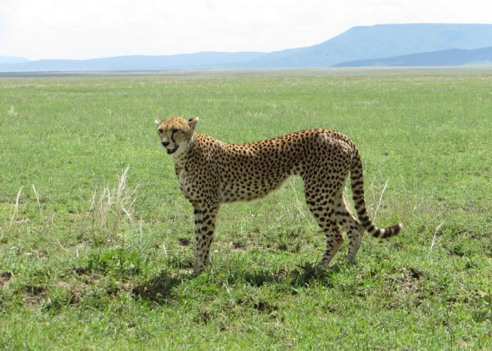 Ngorongoro master5 Ngorongoro master5