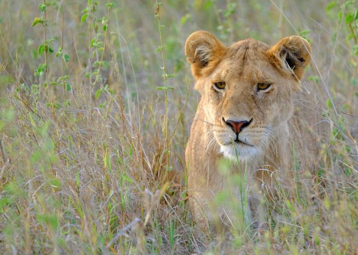 Ngorongoro master6 Ngorongoro master6