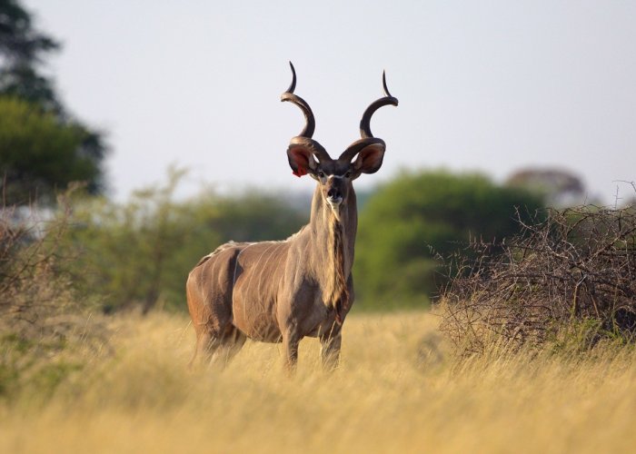Ruaha master2 Ruaha master2
