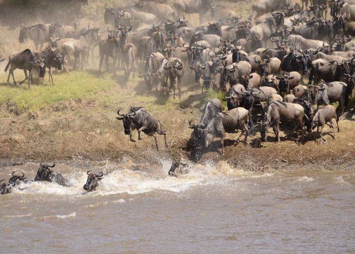 Serengeti Wildebeest Migration1 Serengeti Wildebeest Migration1