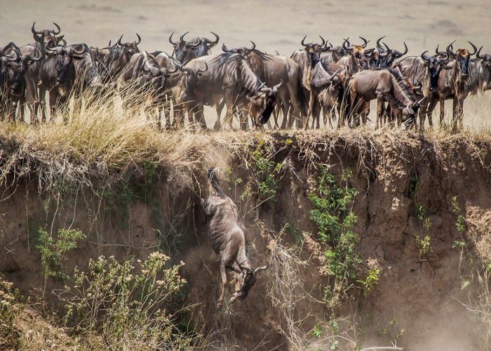 Serengeti Wildebeest Migration2 Serengeti Wildebeest Migration2