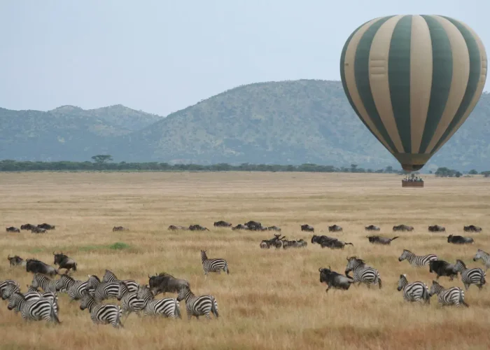 Serengeti Wildebeest Migration4 Serengeti Wildebeest Migration4