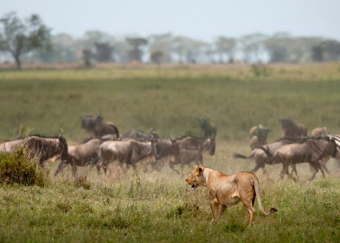 Serengeti Wildebeest Migration5 Serengeti Wildebeest Migration5