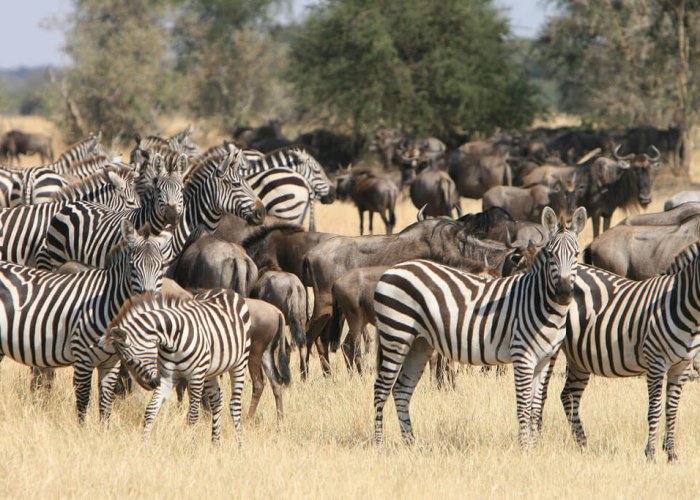 Tanzania Classic Safari1 Tanzania Classic Safari1