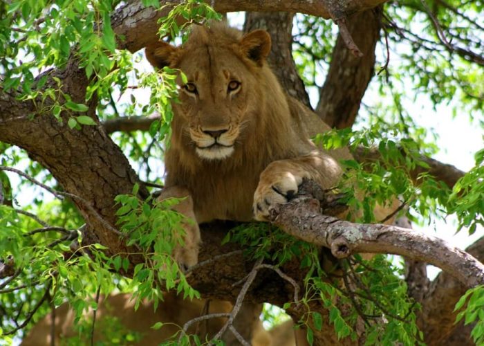 manyara master1 manyara master1