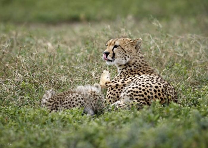 manyara master4 manyara master4