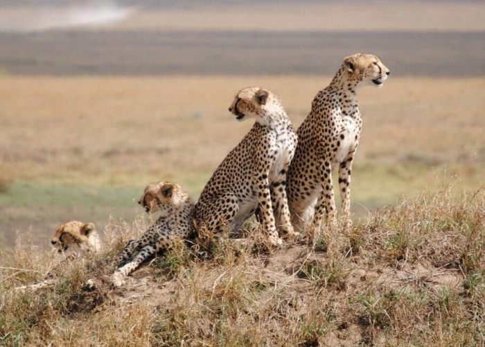 master Northern Tanzania Safari2 master Northern Tanzania Safari2