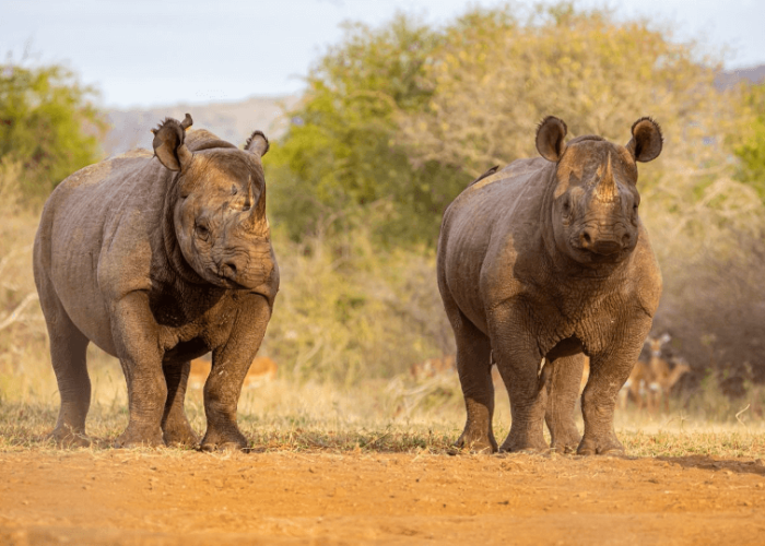 mkomazi master1 mkomazi master1