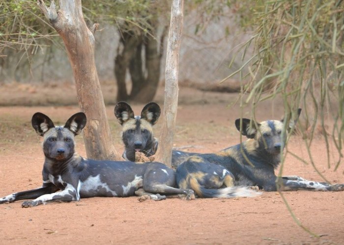 mkomazi master2 mkomazi master2