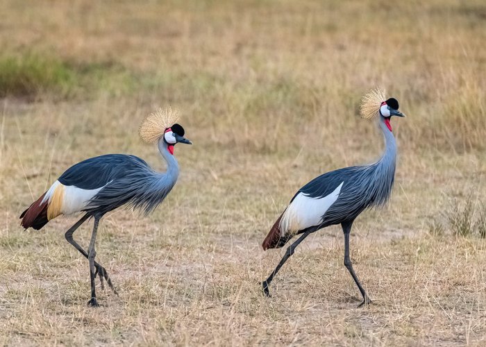 ngorongoro conservation master3 ngorongoro conservation master3